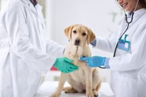Lee más sobre el artículo Ejemplo Veterinario